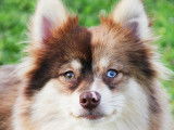 Duc, fils de Tala, Pomsky F2