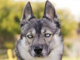 Héta, husky