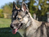 Héta, husky