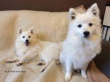 Des Ch'tits bouts chiens