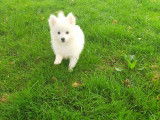 Des Ch'tits bouts chiens
