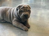 Domaine de Sharpei Diem