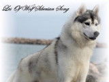 Of Wolf Siberian Song