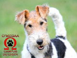 O'Megaa