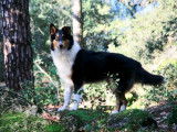 European Old Time Scotch-Collie