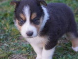 European Old Time Scotch-Collie