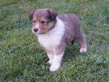 European Old Time Scotch-Collie