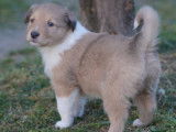 European Old Time Scotch-Collie