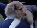 European Old Time Scotch-Collie