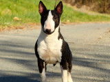 Terrier's Paradise