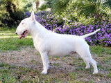 Terrier's Paradise