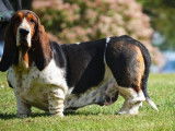 De l'Elite Royal Dog