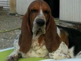 De l'Elite Royal Dog
