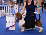 De l'Elite Royal Dog