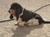De l'Elite Royal Dog