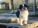De l'Elite Royal Dog