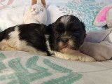 De l'Elite Royal Dog