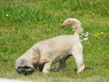 De l'Elite Royal Dog