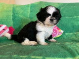 De l'Elite Royal Dog