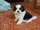 De l'Elite Royal Dog