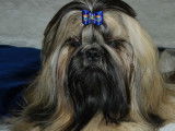 De l'Elite Royal Dog
