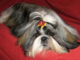 De l'Elite Royal Dog