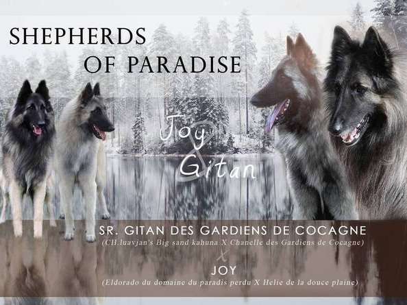 Shepherds of Paradise