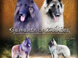 Shepherds Of Paradise