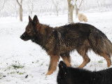 Des Loups Ariégeois