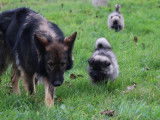 Des Loups Ariégeois