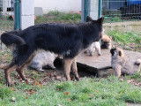 Des Loups Ariégeois