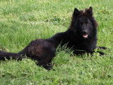 Des Loups Ariégeois