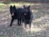 Des Loups Ariégeois