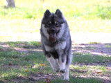 Des Loups Ariégeois