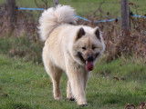 Des Loups Ariégeois