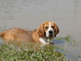 The Forgiveness American Dog
