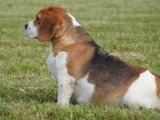 The Forgiveness American Dog