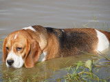 The Forgiveness American Dog