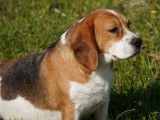 The Forgiveness American Dog