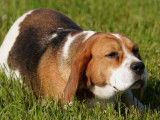 The Forgiveness American Dog