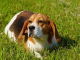The Forgiveness American Dog