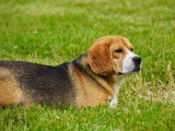The Forgiveness American Dog