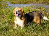 The Forgiveness American Dog