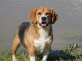 The Forgiveness American Dog
