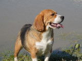 The Forgiveness American Dog