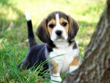 The Forgiveness American Dog