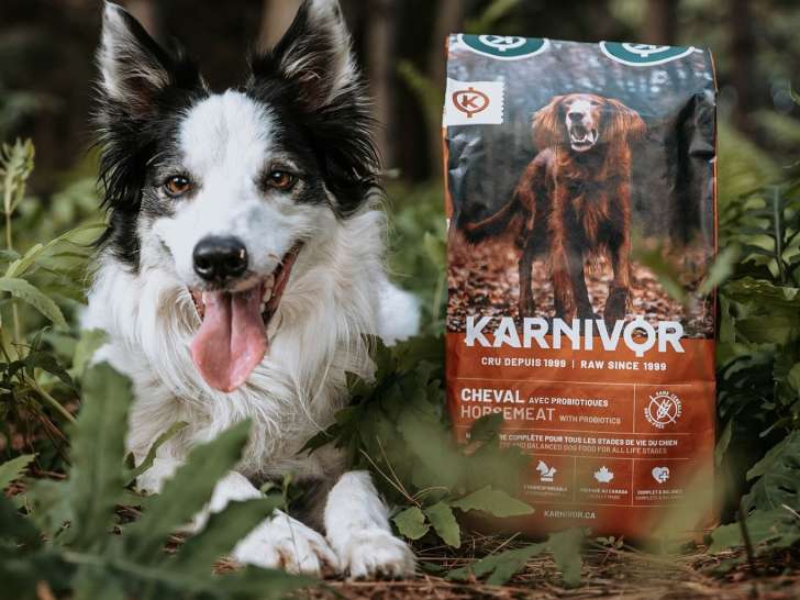 Karnivor
