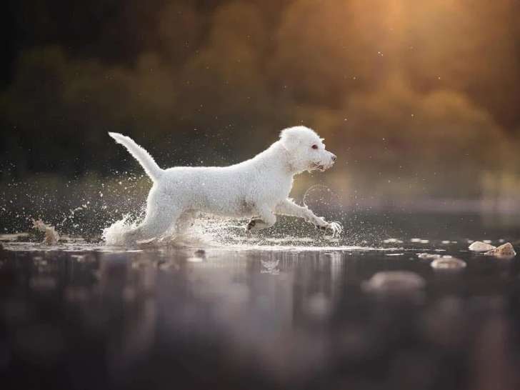 Lagotto Club Suisse (LCS)