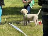 Lagotto Club Suisse (LCS)