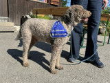 Lagotto Club Suisse (LCS)
